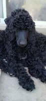 black, a female Poodle - Standard  for sale in Littleton, CO – 4 of 6