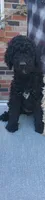 black, a female Poodle - Standard  for sale in Littleton, CO – Photo 1 of 2