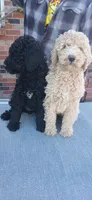 black, a female Poodle - Standard  for sale in Littleton, CO – Photo 2 of 2