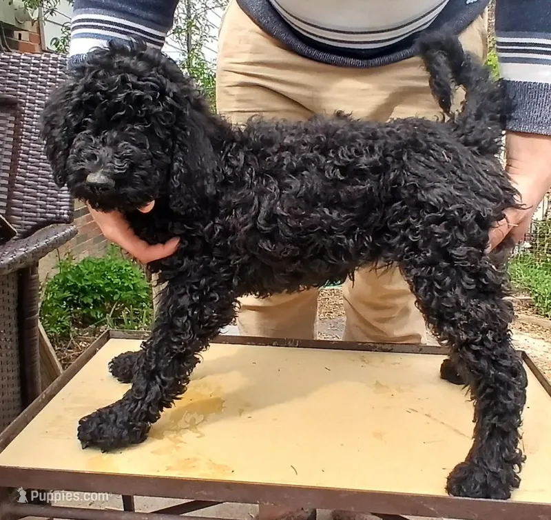 black f – Poodle - Standard  puppy for sale in Littleton, CO
