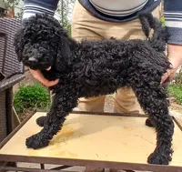black f, a female Poodle - Standard  for sale in Littleton, CO – Photo 1 of 2