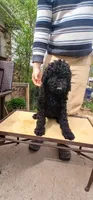 black f, a female Poodle - Standard  for sale in Littleton, CO – Photo 2 of 2