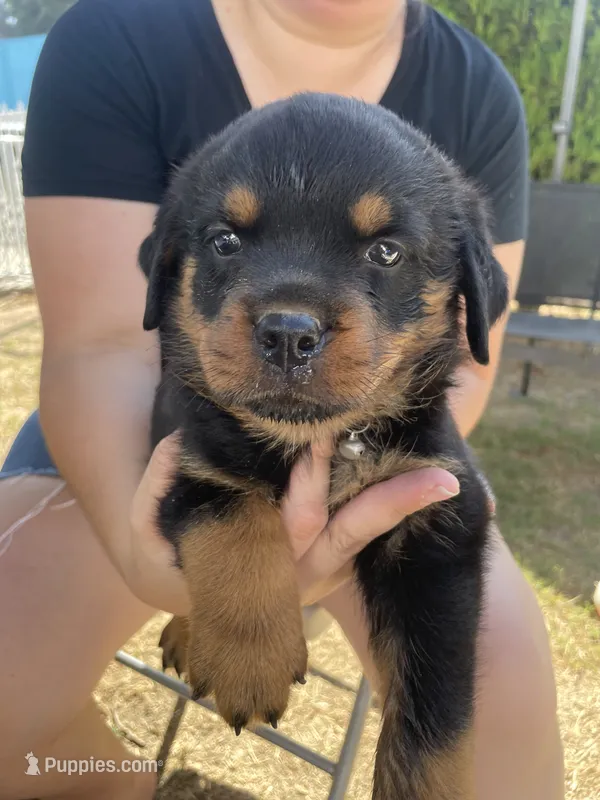 Bella #4 – Rottweiler puppy for sale in Los Angeles, CA