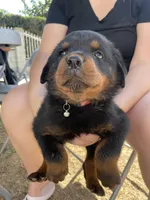 Bella #3, a female Rottweiler for sale in Los Angeles, CA – 2 of 2