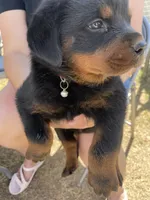 Bella #3, a female Rottweiler for sale in Los Angeles, CA – 1 of 2