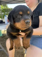 Bella #2, a female Rottweiler for sale in Los Angeles, CA – 2 of 2