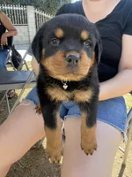 Bella, a female Rottweiler for sale in Los Angeles, CA – 2 of 2
