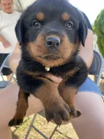 Bella #2, a female Rottweiler for sale in Los Angeles, CA – 1 of 2