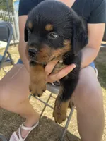 Bella #4, a female Rottweiler for sale in Los Angeles, CA – 2 of 2