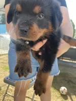 Bella #5 , a female Rottweiler for sale in Los Angeles, CA – 2 of 2