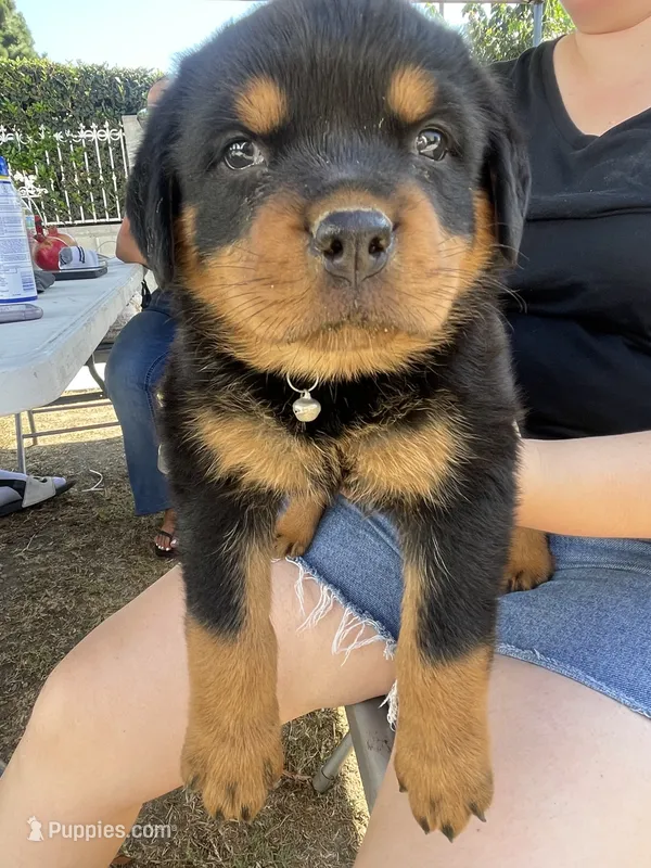 Bella – Rottweiler puppy for sale in Los Angeles, CA