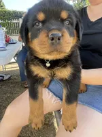 Bella, a female Rottweiler for sale in Los Angeles, CA – 1 of 2