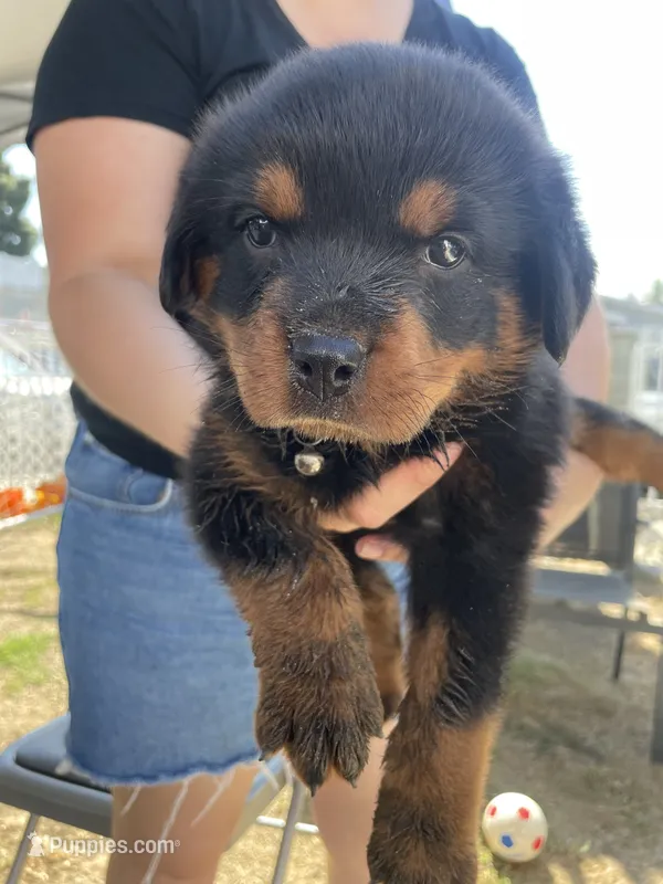 Bella #5  – Rottweiler puppy for sale in Los Angeles, CA