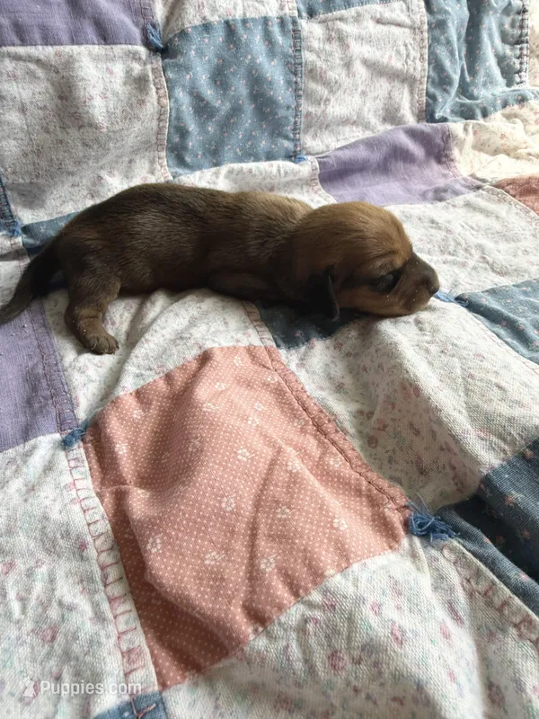 Dallie – Miniature Dachshund puppy for sale in Cleo Springs, OK