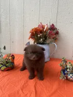 Teddy, a male Pomeranian for sale in Menifee, CA – 2 of 3