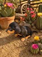 Bruno , a male Dachshund for sale in Menifee, CA – 1 of 1