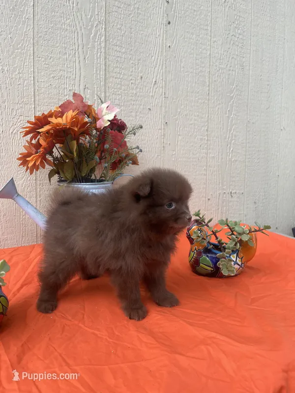 Teddy – Pomeranian puppy for sale in Menifee, CA
