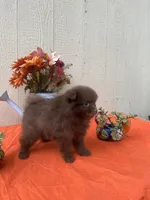 Teddy, a male Pomeranian for sale in Menifee, CA – 1 of 3