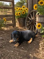 Luna, a  Dachshund for sale in Menifee, CA – 2 of 2