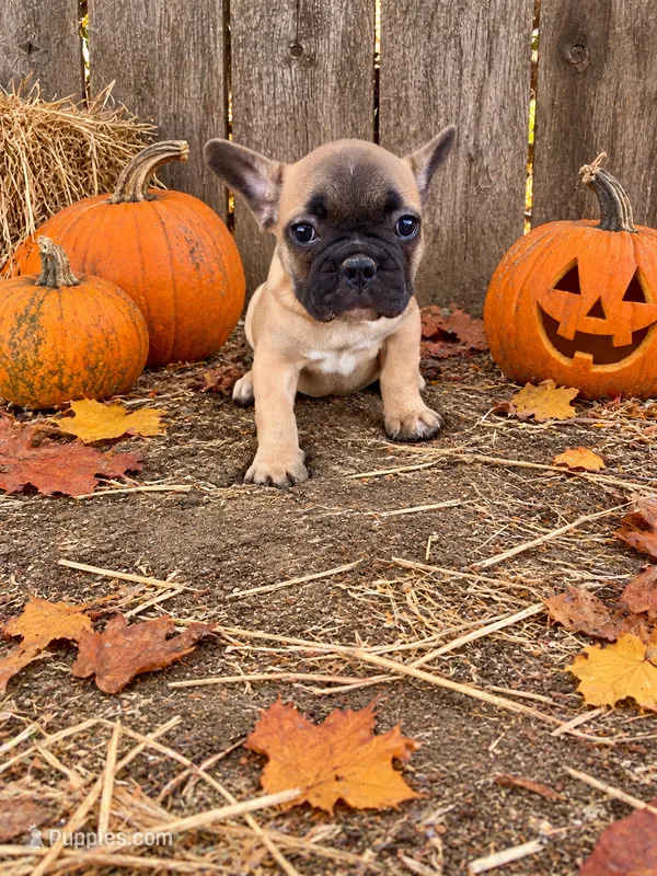 Buiscuit – French Bulldog puppy for sale in Menifee, CA