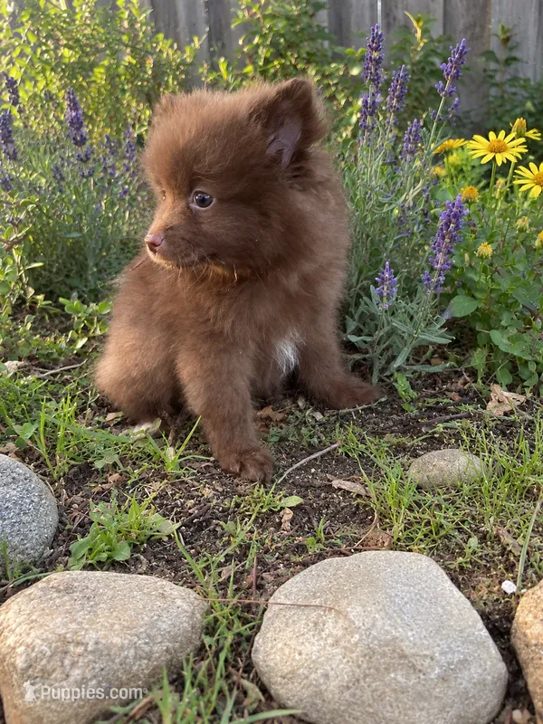 Hazel  – Pomeranian puppy for sale in Menifee, CA