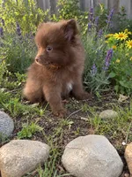 Hazel , a female Pomeranian for sale in Menifee, CA – 1 of 3