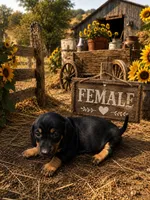 Nala, a female Dachshund for sale in Menifee, CA – 2 of 2