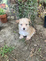 Frida , a female Yorkipoo for sale in Menifee, CA – Photo 1 of 5