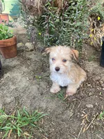 Frida , a female Yorkipoo for sale in Menifee, CA – Photo 5 of 5