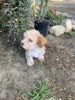 Frida , a female Yorkipoo for sale in Menifee, CA – Photo 2 of 5