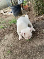 Tita, a female Pug for sale in Menifee, CA – Photo 3 of 4