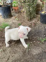 Tita, a female Pug for sale in Menifee, CA – Photo 4 of 4