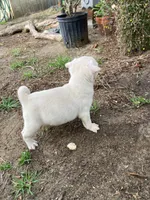 Tita, a female Pug for sale in Menifee, CA – Photo 2 of 4