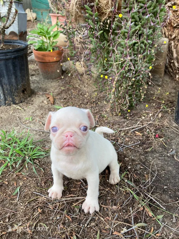 Tita, a female Pug for sale in Menifee, CA – Photo 1 of 4