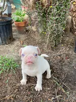 Tita, a female Pug for sale in Menifee, CA – Photo 1 of 4