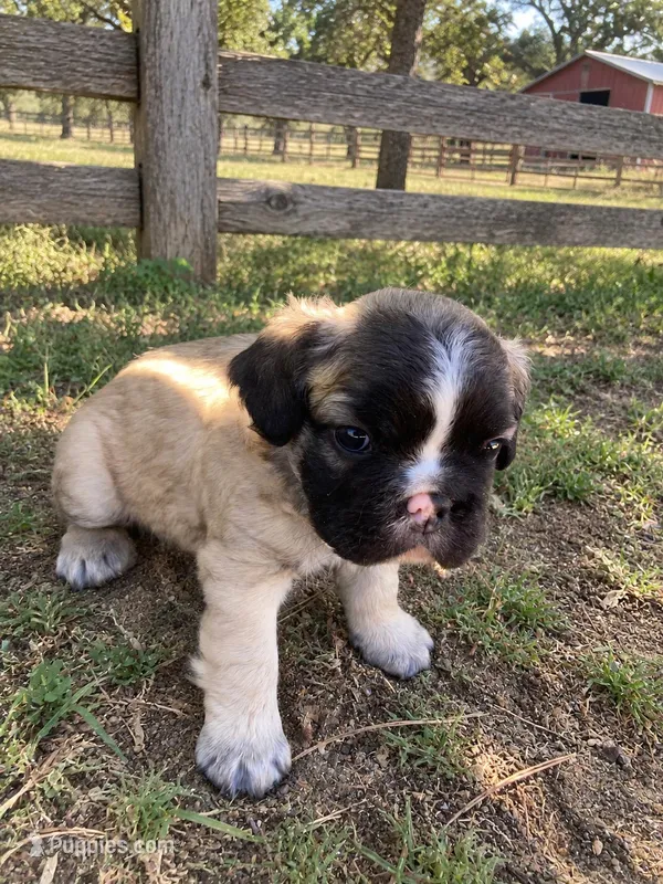 Teddy  – French Bulldog puppy for sale in Menifee, CA