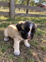 Teddy , a male French Bulldog for sale in Menifee, CA – 1 of 2