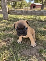 Buiscuit, a male French Bulldog for sale in Menifee, CA – 1 of 2