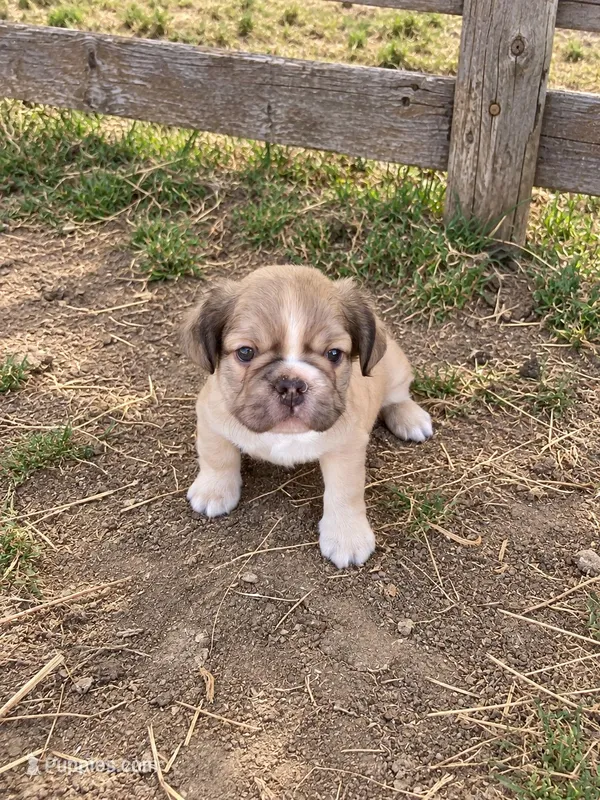 Teddy  – French Bulldog puppy for sale in Menifee, CA