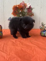 Nova , a female Pomeranian for sale in Menifee, CA – 3 of 3