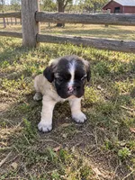 Teddy , a male French Bulldog for sale in Menifee, CA – 2 of 2