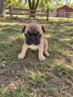 Buiscuit, a male French Bulldog for sale in Menifee, CA – 2 of 2