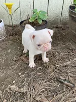 Ottis , a female Pug for sale in Menifee, CA – Photo 1 of 4