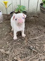 Ottis , a female Pug for sale in Menifee, CA – Photo 4 of 4