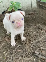 Ottis , a female Pug for sale in Menifee, CA – Photo 3 of 4