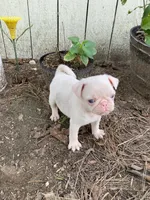 Ottis , a female Pug for sale in Menifee, CA – Photo 2 of 4