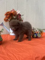 Teddy, a male Pomeranian for sale in Menifee, CA – 3 of 3