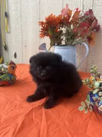 Nova , a female Pomeranian for sale in Menifee, CA – 2 of 3