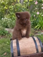 Hazel , a female Pomeranian for sale in Menifee, CA – 2 of 3
