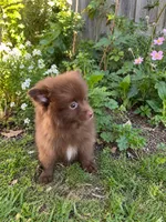 Hazel , a female Pomeranian for sale in Menifee, CA – 3 of 3